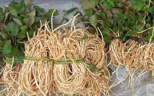 “天然祛湿王”终于找到了, 每天吃一点, 湿气排干净, 体重也降了!