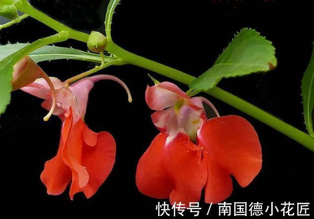 包红|小桃红呀小桃红:今夜轻轻眠,明晨可见奇?