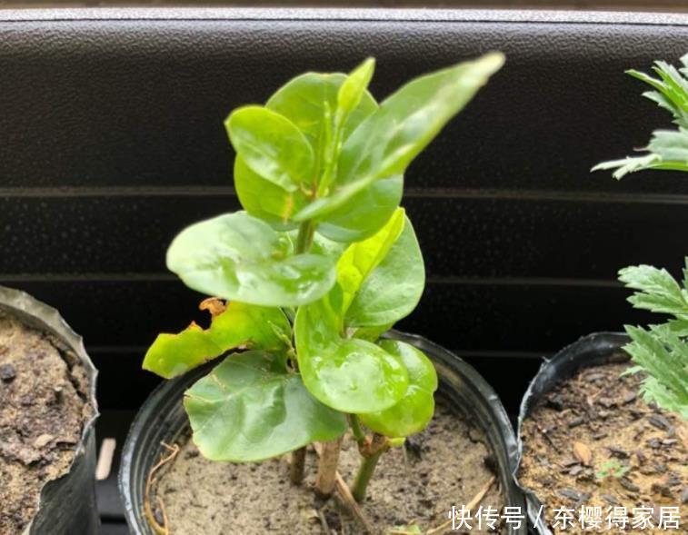 盆栽|养茉莉,夏季完美避开这3个难题,花多香味大,爆满盆