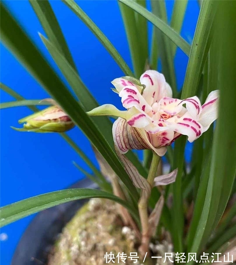 它是春兰最美“牡丹”,朵型硕大,气势磅礴,曾卖到30万一苗