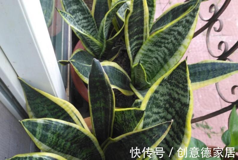 盆栽|秋季养殖虎皮兰,室内盆栽该注意哪些?牢记3点不吃亏