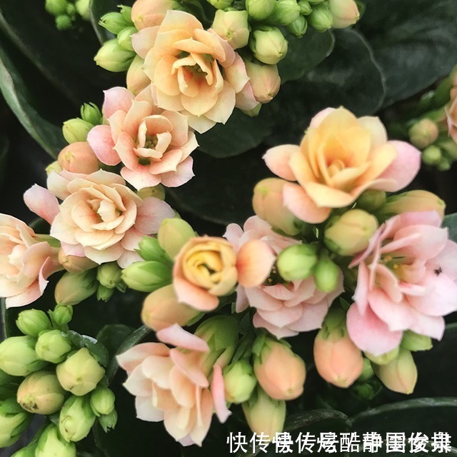 花瓣|长寿花里的“5个经典品种”,各有各的美,看完都想养一盆