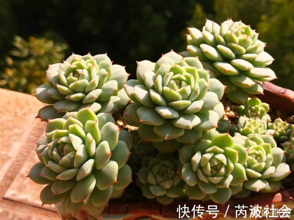 寒潮过后,多肉美出天际,颜色鲜艳明亮,真馋人!