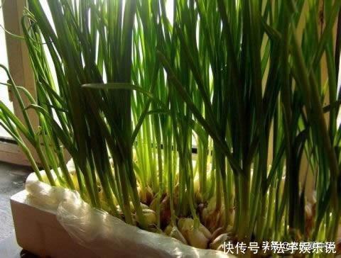 邻居拿“瓶子”种的菜,看着收成还不错,青菜豆芽吃不停