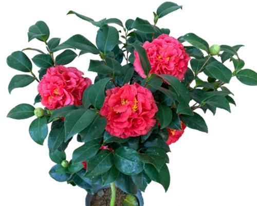 花色|八种以牡丹命名的花卉,开花鲜艳漂亮,颜值高,值得养