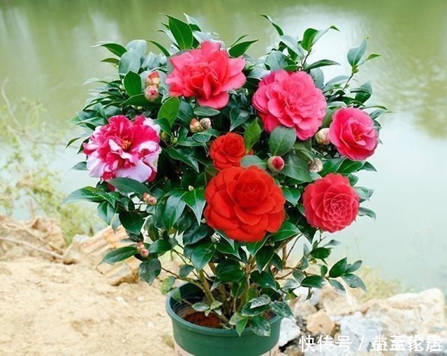 茶花|都说杜鹃、茶花难养,其实问题就三点,做好了常年长得好开花多