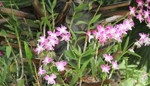 家养蟹爪兰摆放有讲究,记住三个口诀,蹭蹭冒白根,花开满树