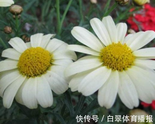 “高端玫瑰”女人香气,丰腴婀娜,花色艳丽,可以说养花必备