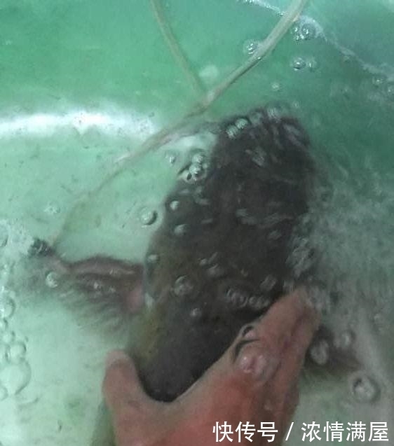 高温|顶着38度的高温才钓上的巨物,老婆却让我给卖了