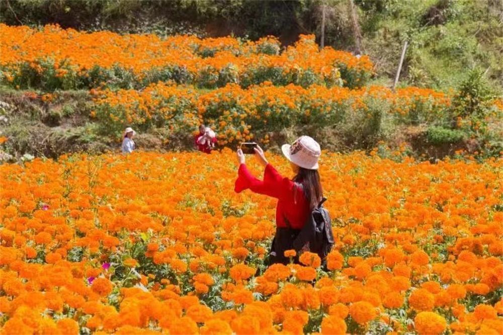 节气|大理赏菊正当时