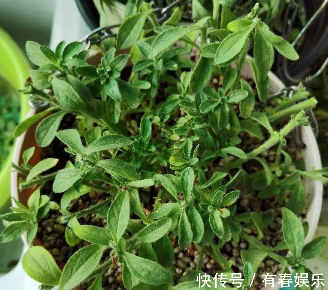 现在养花要重剪,剃光头,撸光叶,越狠越爆盆