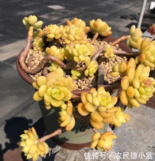 春萌|秋天养盆多肉春萌,叶片肥厚有光泽,颜色透黄状态好,养成小老桩