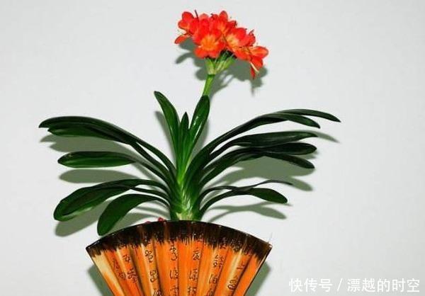 土壤|君子兰浇水,掐准“时间”,不早不晚“刚刚好”,养出肥厚好叶片