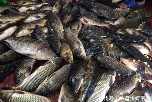 秋钓草边“三钓”、“三不钓”,用好了总有一次要爆护