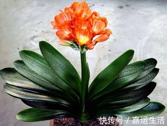 生长|君子兰生长缓慢做好这几点,让其蹭蹭长不停