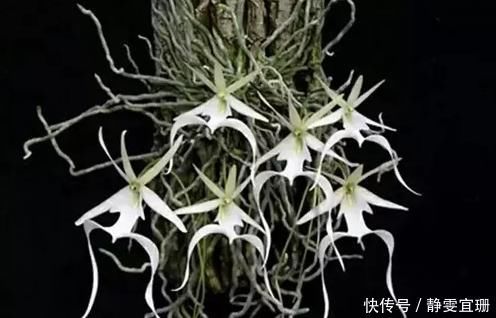 全球最贵的花,一株价值上百万,你曾经见过吗