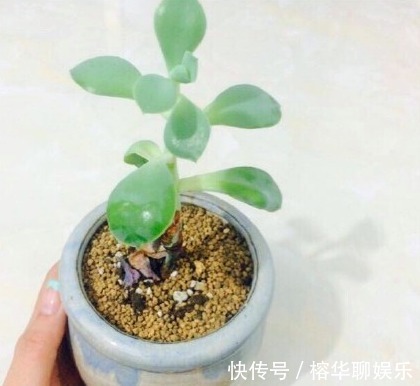 别人家和我家“多肉”对比图,能养得“丑”出境界的,真是辛苦了