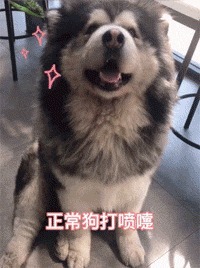 |自由让狗狗面目全非？柴犬别名日本哈士奇！搞笑它是认真的？