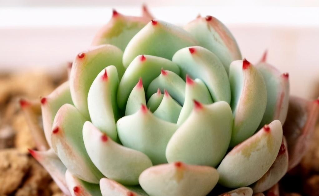 冬天养护多肉红爪,注意这四点,株型紧凑叶尖猩红更诱人