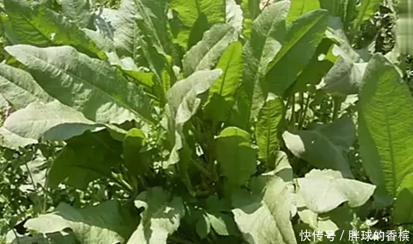 老家|农村人除不尽的这种野草,是廉价的良药,价值极高你们老家有没有