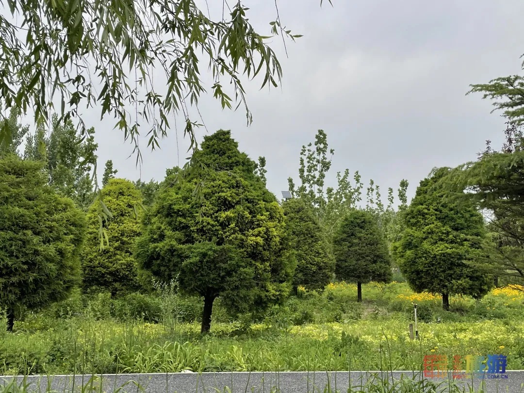 雏菊|北京亦庄超大规模雏菊花海正在盛花期，五颜六色，颜值爆表！