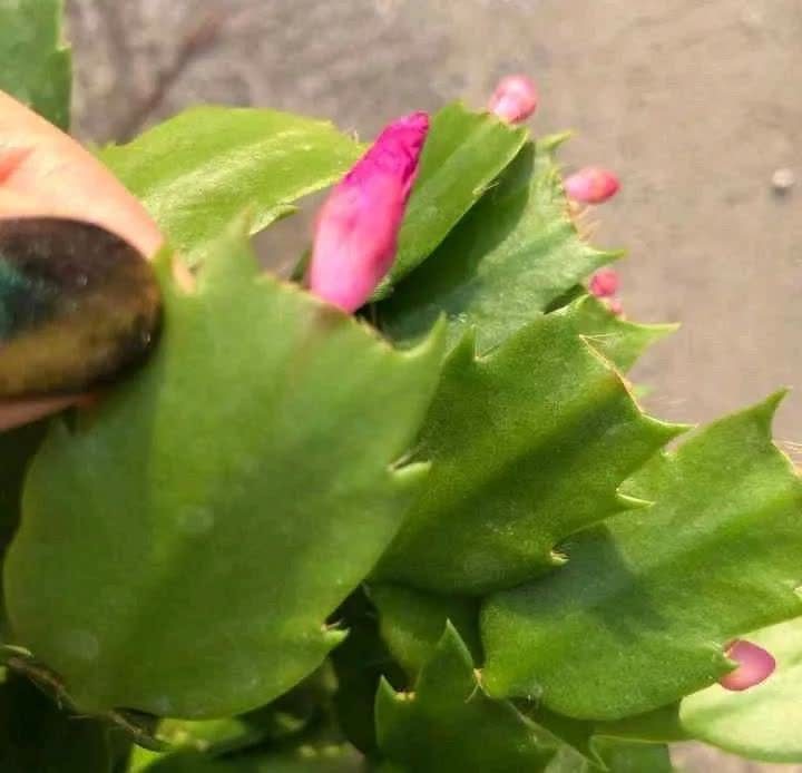 这5种花，开春翻盆很重要，一整年不烂根，绿叶多开花多