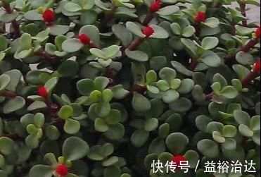 家养金枝玉叶总是长不好?知道几个小妙招,轻松长成老桩