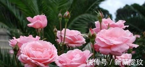 翻倍|想要月季开花多,做好1点是关键,迅速壮根,花量翻倍