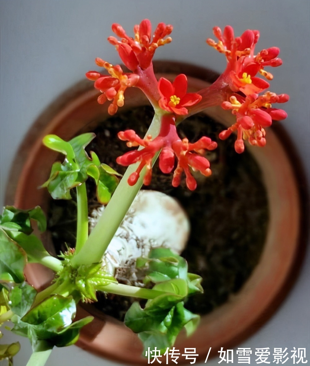 植株|养这几种花太省事了,放在阳台晒太阳,少浇水还能开花