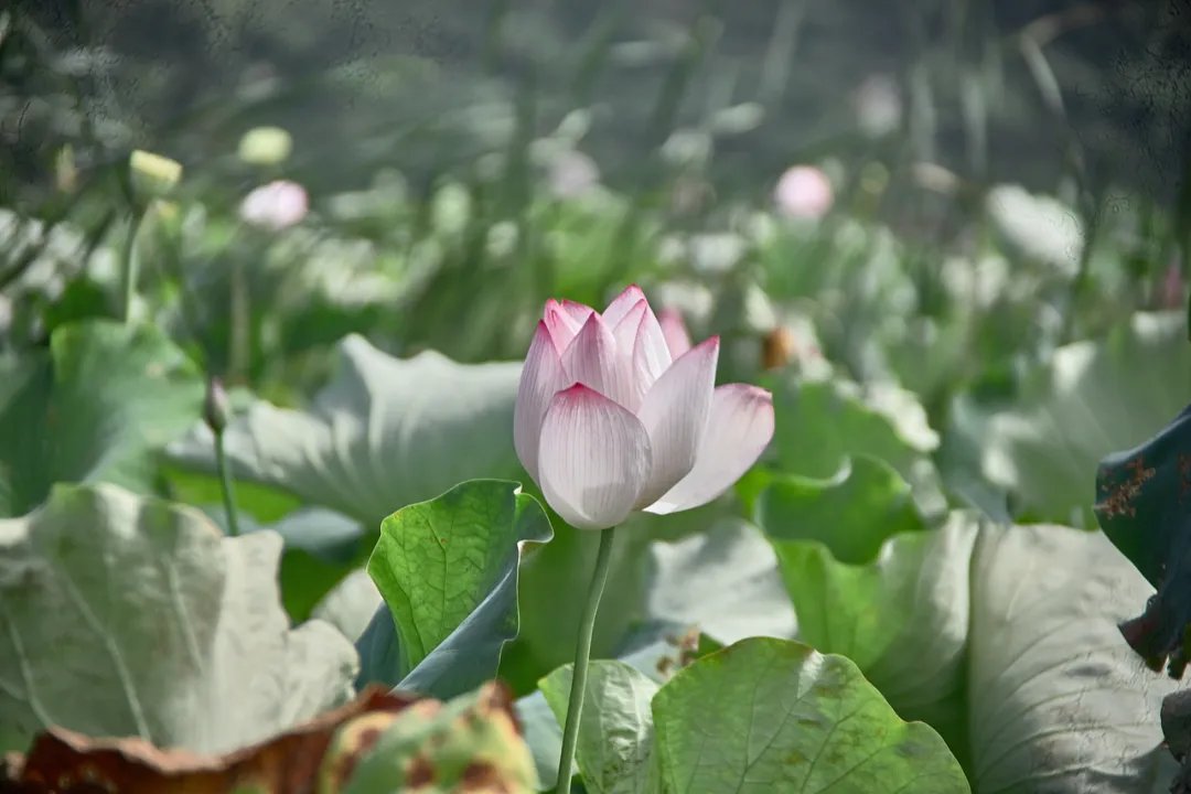 荷花季|夏日最美荷花季！霞浦这两处赏荷地，你去过没有？