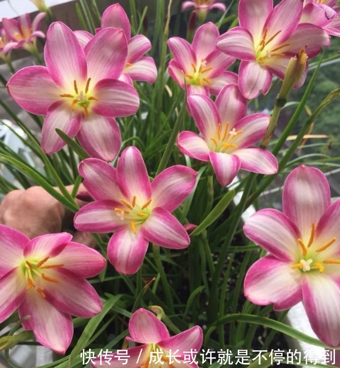 4种花自带财运,耐寒易打理,花美色艳,花儿轻松开爆盆