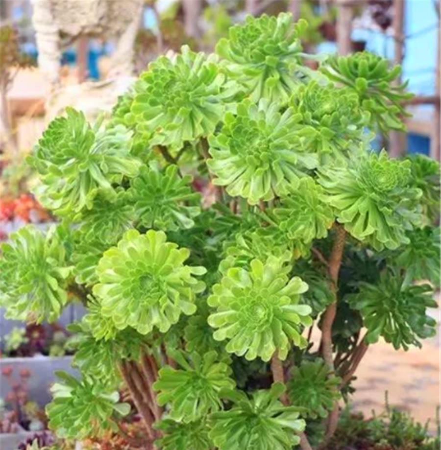 捧花状|把法师养成捧花状,无非做好4件事,3个月爆头上色,颜值逆袭