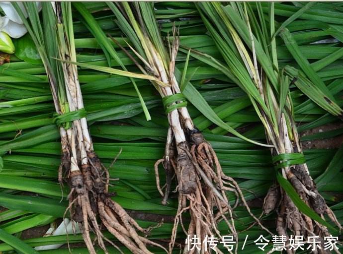 石蒜碱|农村田间野地一野草,看似不起眼,却是天然“雄激素”,温肾助阳