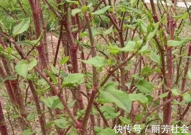 活血龙|农村阴沟里这种野草，人称“活血龙”，能当野菜吃，还能活血化瘀