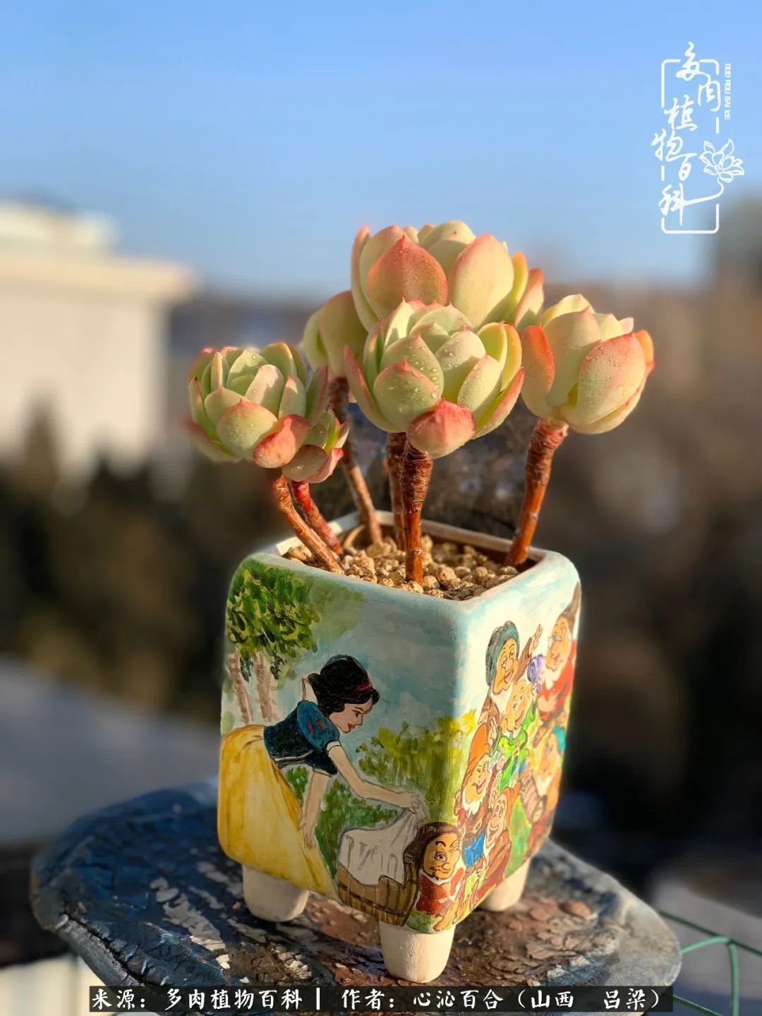 夏季的多肉,绿色才是主色调!努力呵护,期待绽放的那一刻!