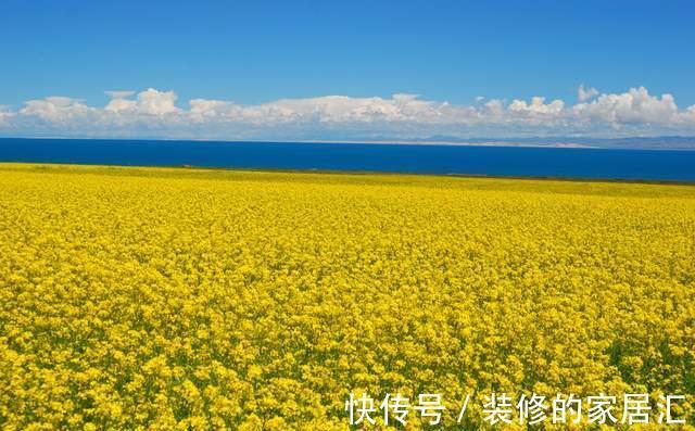 油菜花海|七月赏青海湖油菜花，湖水雪山，蓝天白云浑然一体，现在去也不晚