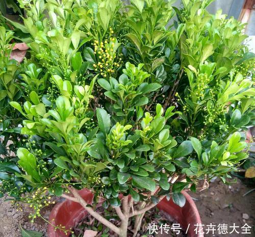 家里养这花，不能乱换盆，掌握几个要点，才能顺利成活！