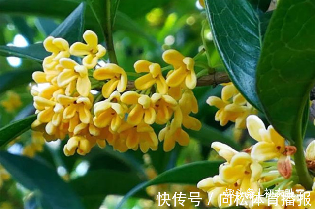 仙花@明丽清新桂花绝句六首:桂不多花细细风,晚秋风物早春诗