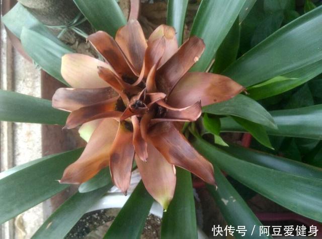 “一次性的”4种花,开完别再浪费时间精力养,不划算