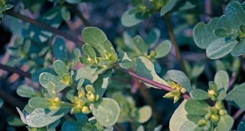 风湿热痹|此物是天然“痔疮药”,每天吃几口,止痛消肿,赶走“老痔疮”