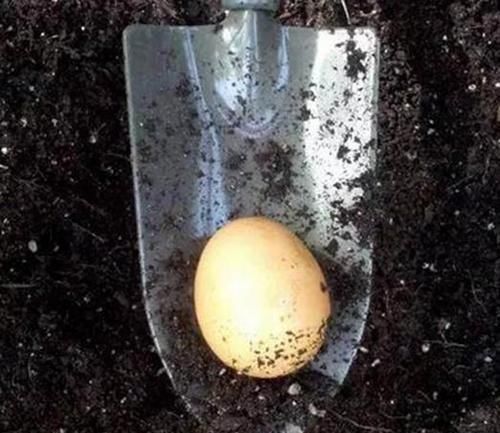 养花|养花一定要戒掉的坏习惯,不然家里全是空花盆,啥花也养不好