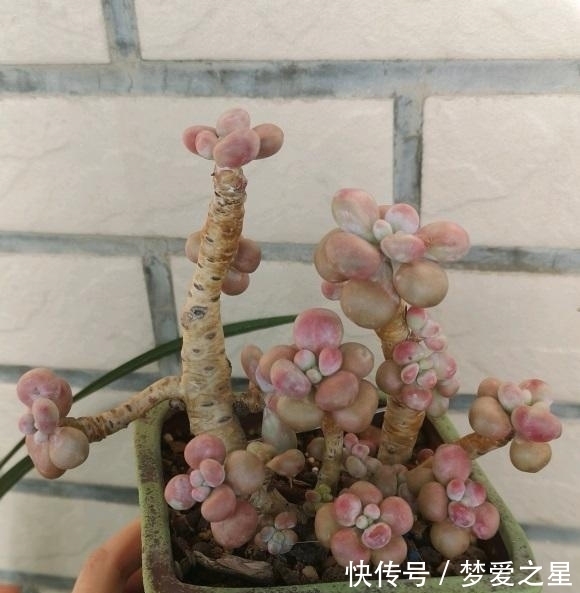 桃蛋养出“丸叶”,选用拇指盆,土里加点颗粒肥,嗖嗖胖成球