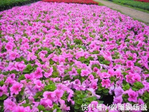 叶子|养花不能太勤快，这2种花折腾多了，叶子枯黄，花苞全掉了