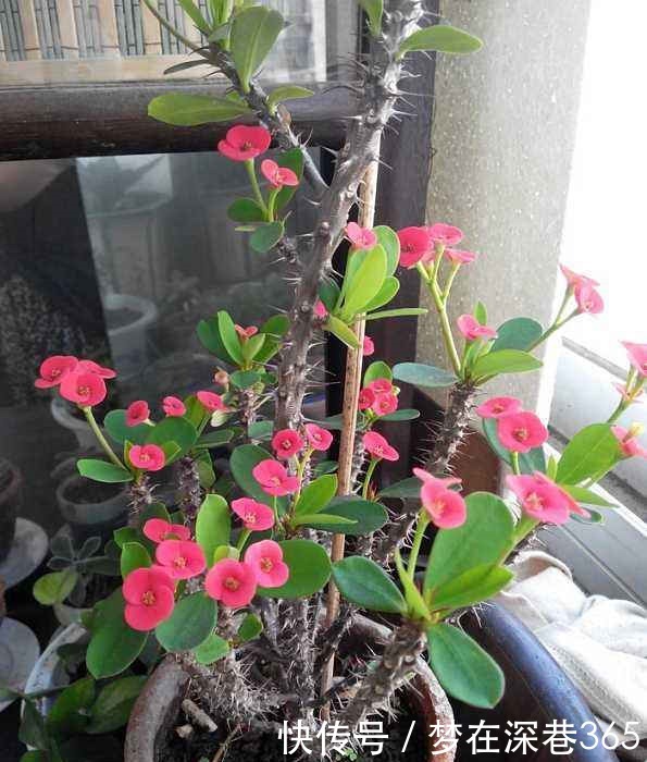 除了月季,此“1种花”也带刺,但观赏价值不低!附养护细节