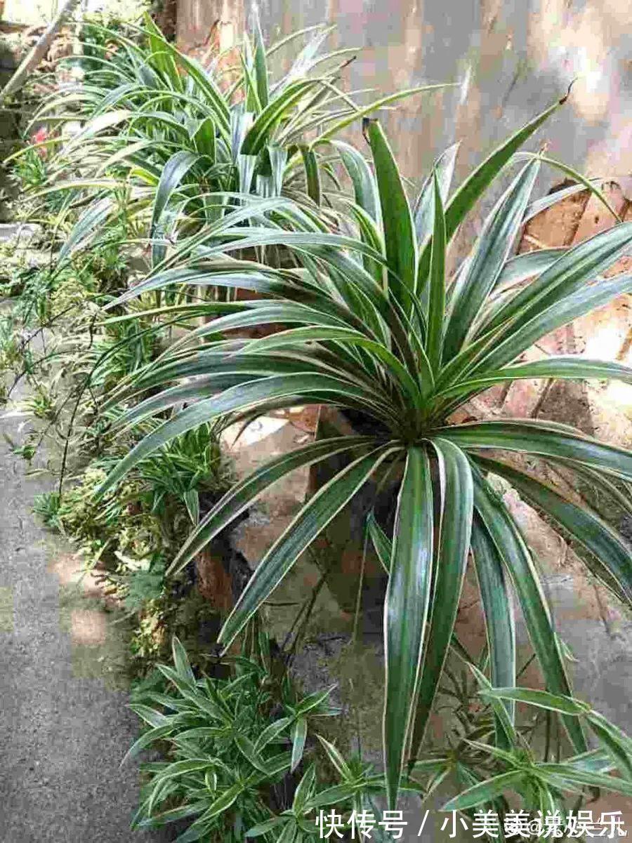 给这花换盆,土里扒出30个崽,根本不用扦插!