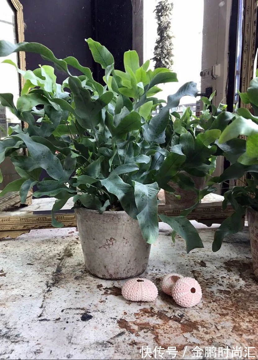 最适合卧室摆放的9种植物,清新素雅,安全无毒,还特好养活