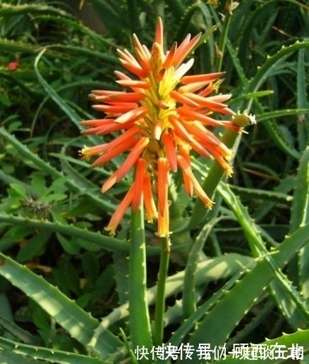 芦荟|最吸“油烟”的花,厨房养2盆,漂亮又净化空气,还能蹭蹭长!