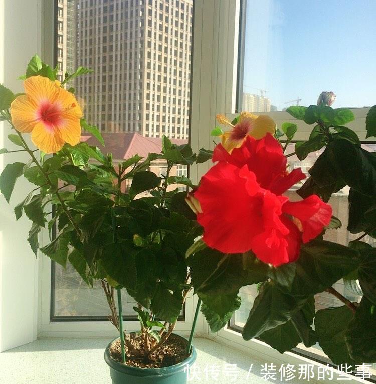 养花|夏季养花,记住8个字,轻松度夏,枝叶翠绿健壮生长