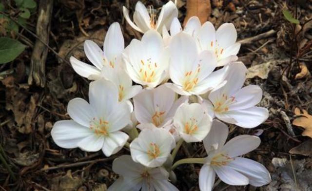 家养|适合家养的3种花,开花爆盆很容易,满屋都是花香味,谁养谁喜欢