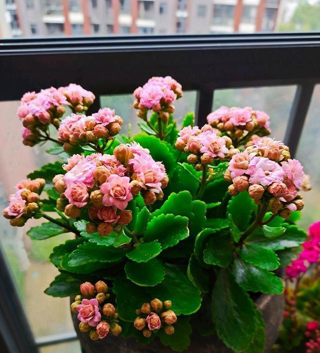  长寿花不长花苞，只控光用处不大，学会三控，花苞越来越多